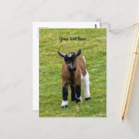 Carte postale de chevreau chèvre naine