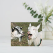 Carte postale de chèvres (Debout devant)