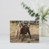 Carte postale de chèvres adorables (Debout devant)