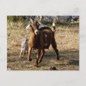 Carte postale de chèvres adorables (Devant)