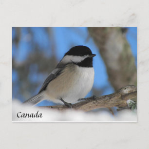 Carte postale de chickadee d'oiseau du Canada pers