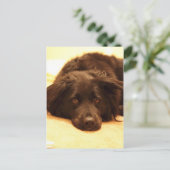 Carte postale de chien (Debout devant)
