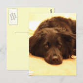Carte postale de chien (Devant / Derrière)