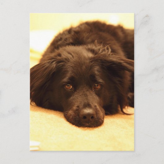 Carte postale de chien (Devant)