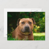 Carte postale de chien (Devant / Derrière)