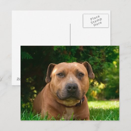 Carte postale de chien (Devant / Derrière)