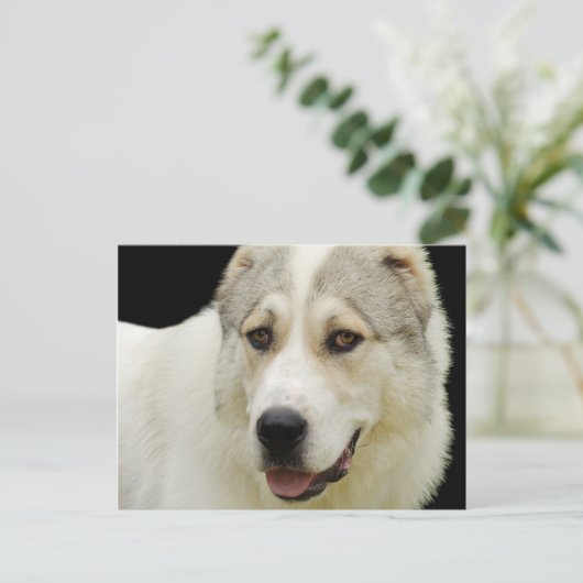 carte postale de chien alabai (Debout devant)