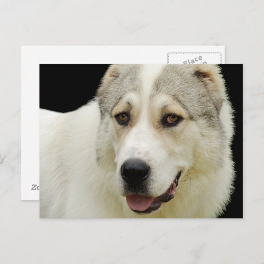 carte postale de chien alabai (Devant / Derrière)