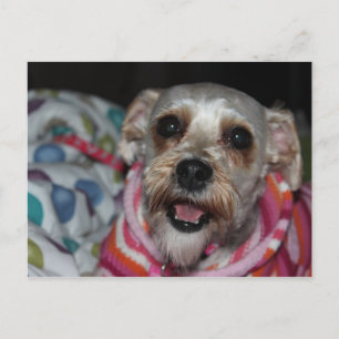 Carte postale de chien "Bayleigh"