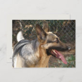 Carte postale de chien berger allemand (Devant / Derrière)