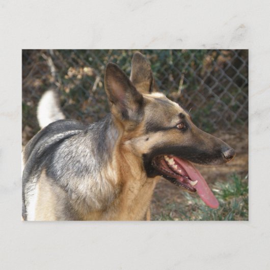 Carte postale de chien berger allemand (Devant)