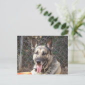 Carte postale de chien berger allemand (Debout devant)
