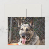 Carte postale de chien berger allemand (Devant / Derrière)