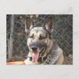 Carte postale de chien berger allemand