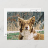Carte postale de chien berger australien (Devant / Derrière)