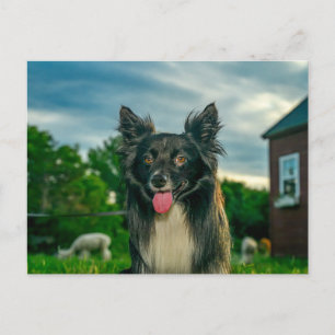 Carte postale de chien Border Collie noir et blanc