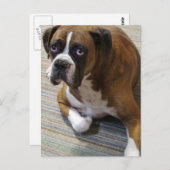 Carte postale de chien Boxer (Devant / Derrière)