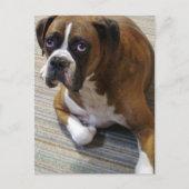 Carte postale de chien Boxer (Devant)