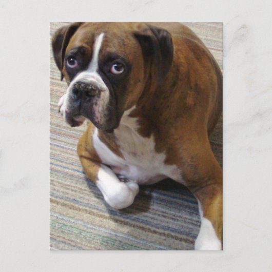 Carte postale de chien Boxer (Devant)