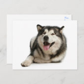 Carte postale de chien chiot malamué de l'Alaska (Devant / Derrière)