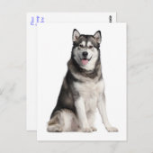 Carte postale de chien chiot malamué de l'Alaska (Devant / Derrière)