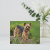 Carte postale de chien chiot Yorkshire Terrier (Debout devant)