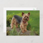 Carte postale de chien chiot Yorkshire Terrier (Devant / Derrière)