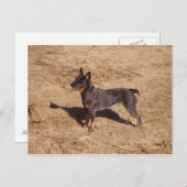 Carte postale de chien de bétail (Devant / Derrière)