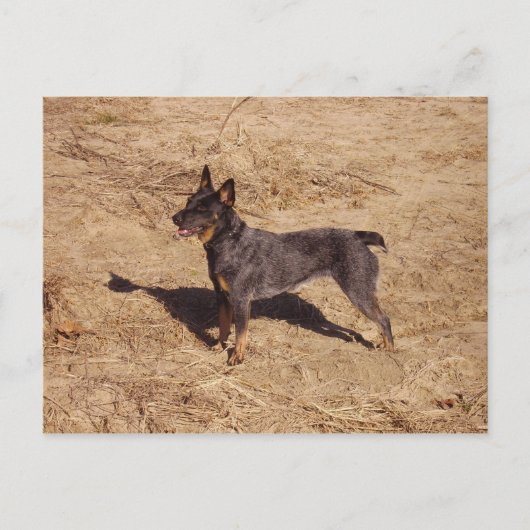 Carte postale de chien de bétail (Devant)