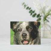 Carte postale de chien de bétail australien (Debout devant)