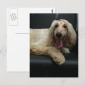 Carte postale de chien de chien d'origine afghane (Devant / Derrière)