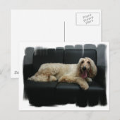 Carte postale de chien de chien d'origine afghane (Devant / Derrière)