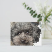 Carte postale de chien de famille (Debout devant)