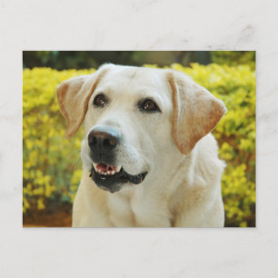 Carte postale de chien de marionnette de Labrador
