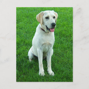 Carte postale de chien de marionnette de Labrador