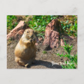 Carte postale de chien de prairie à queue noire (Devant)
