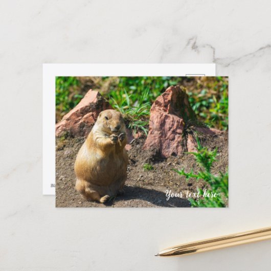 Carte postale de chien de prairie à queue noire (Devant/Arrière en situation)