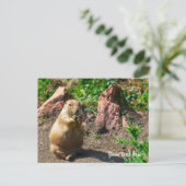 Carte postale de chien de prairie à queue noire (Debout devant)
