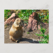 Carte postale de chien de prairie à queue noire (Devant)