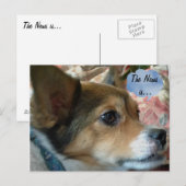 Carte postale de chien de presse (Devant / Derrière)