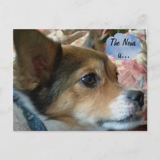 Carte postale de chien de presse (Devant)
