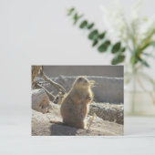 Carte postale de chien des Prairies (Debout devant)