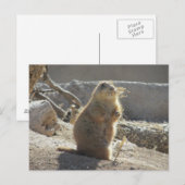 Carte postale de chien des Prairies (Devant / Derrière)
