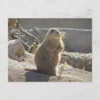 Carte postale de chien des Prairies
