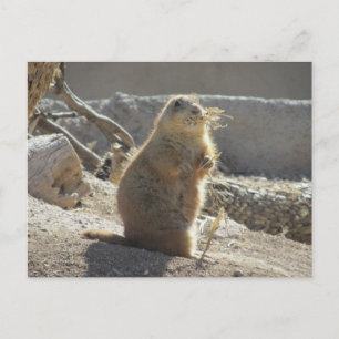 Carte postale de chien des Prairies