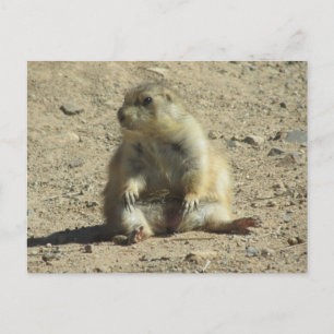 Carte postale de chien des Prairies