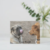 Carte postale de chien humoristique (Debout devant)