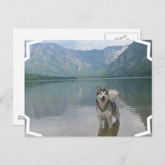 Carte postale de chien malamué (Devant / Derrière)
