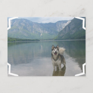 Carte postale de chien malamué