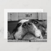 Carte postale de chien mou (Devant / Derrière)